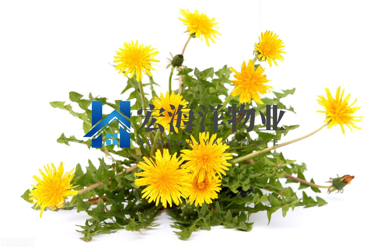 蒲公英饺子你会做吗
